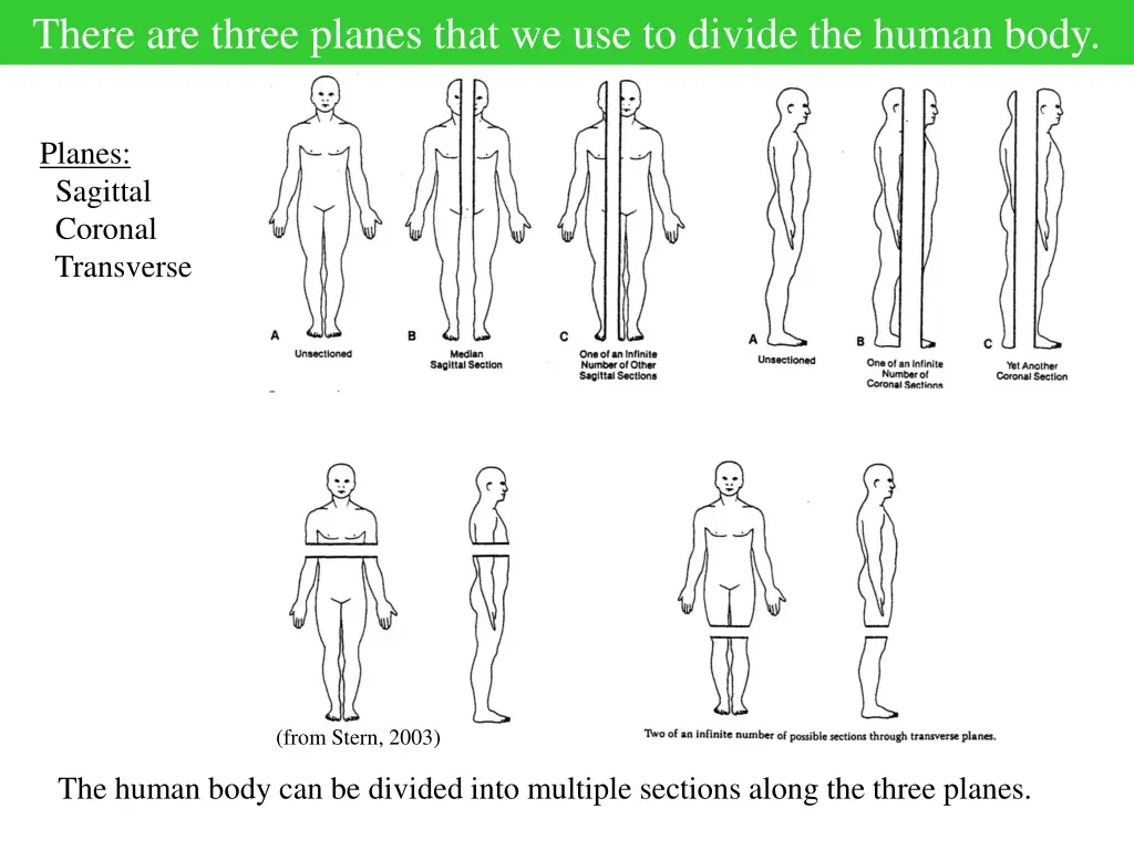 there are three planes that we use to divide