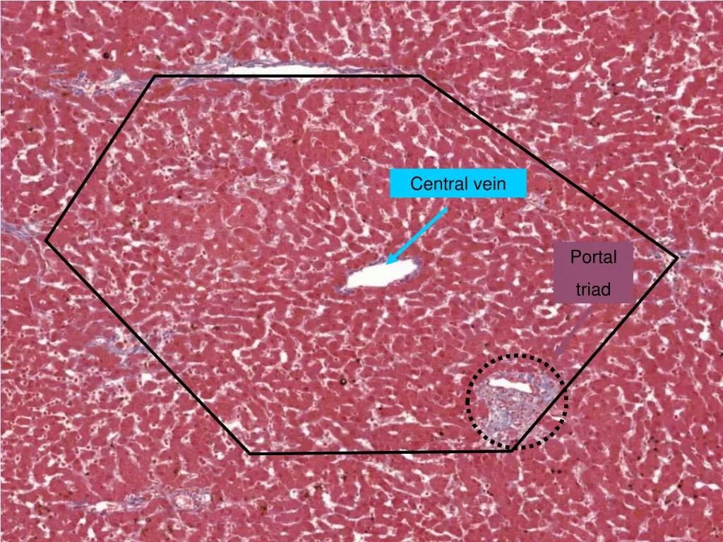 central vein