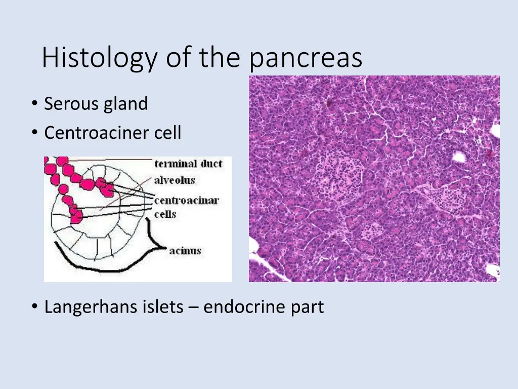 histology of the pancreas