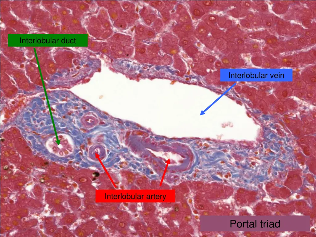 interlobular duct