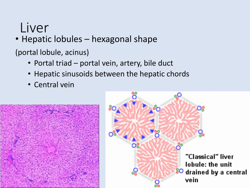 liver hepatic lobules hexagonal shape