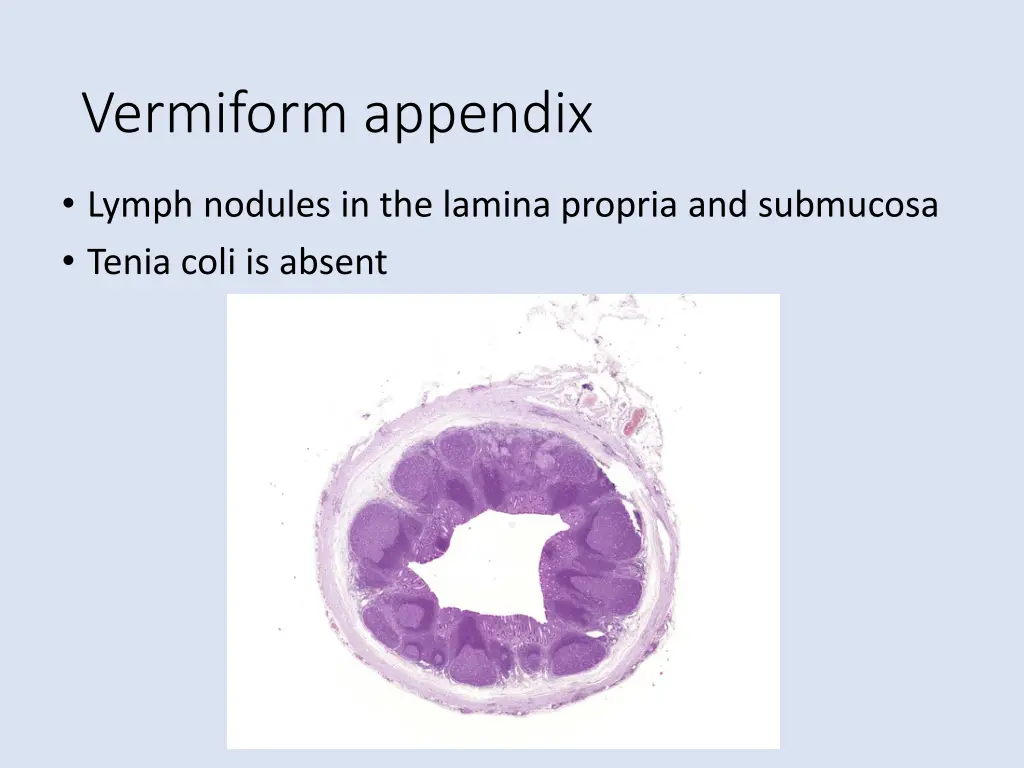 vermiform appendix