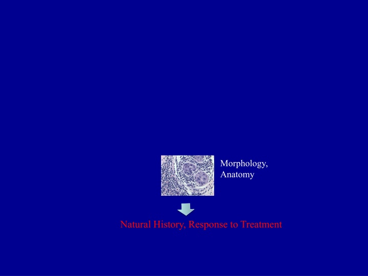 morphology anatomy