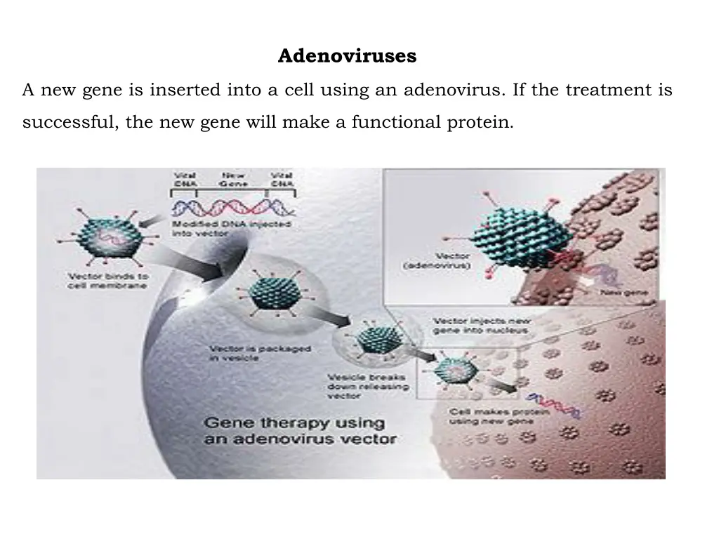 adenoviruses 1