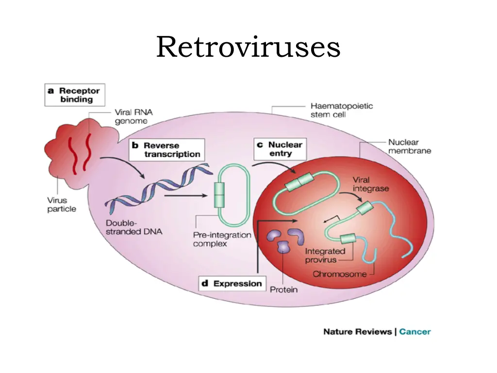 retroviruses 1