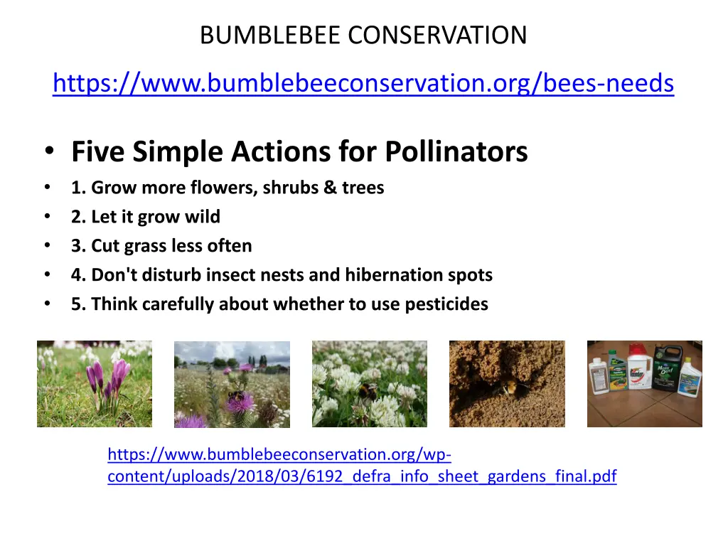 bumblebee conservation