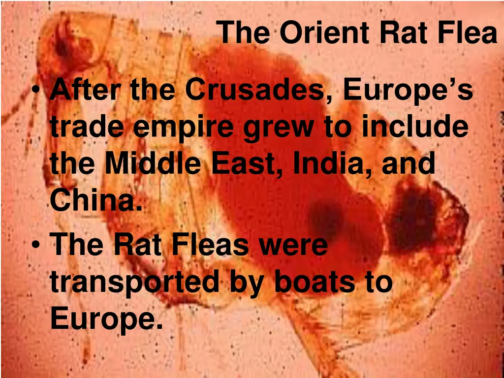 the orient rat flea