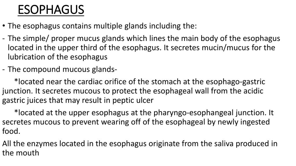 esophagus esophagus the esophagus contains