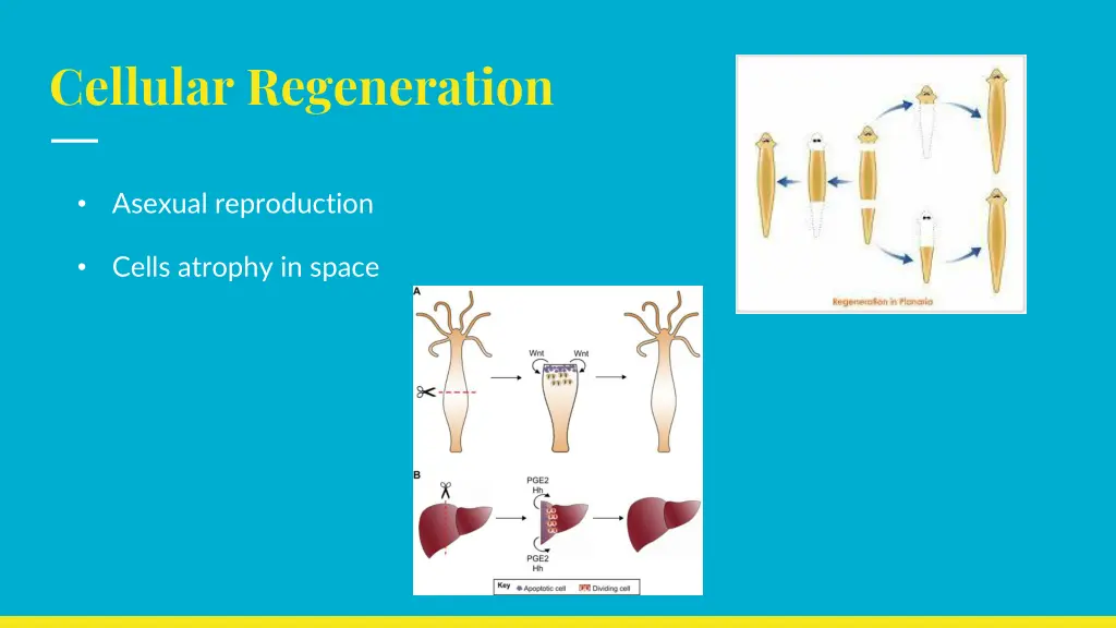 cellular regeneration