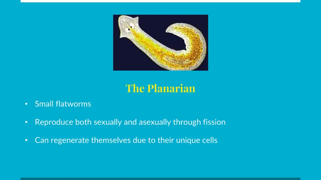 the planarian