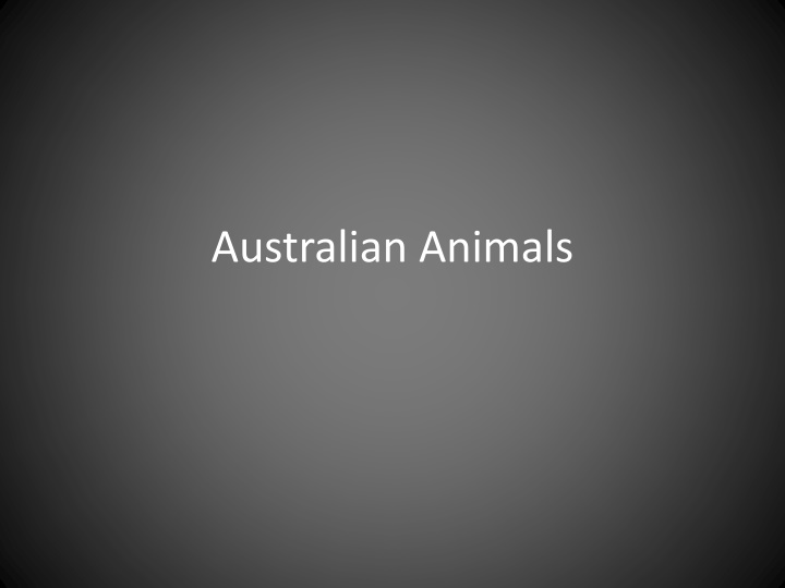 australian animals