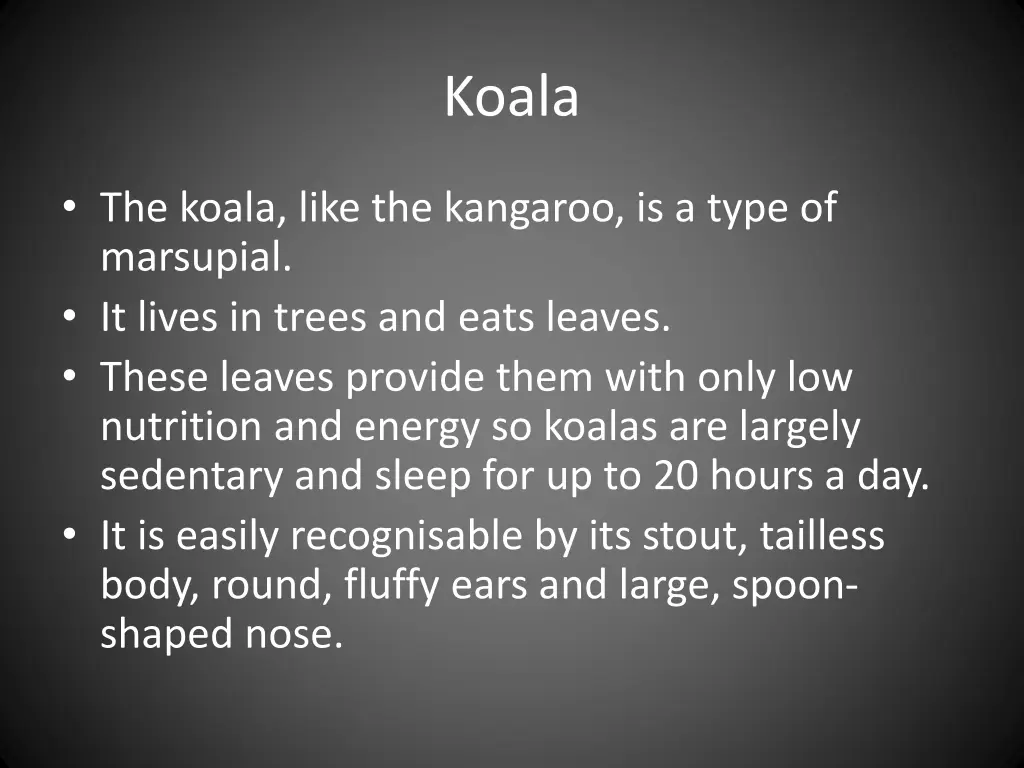 koala