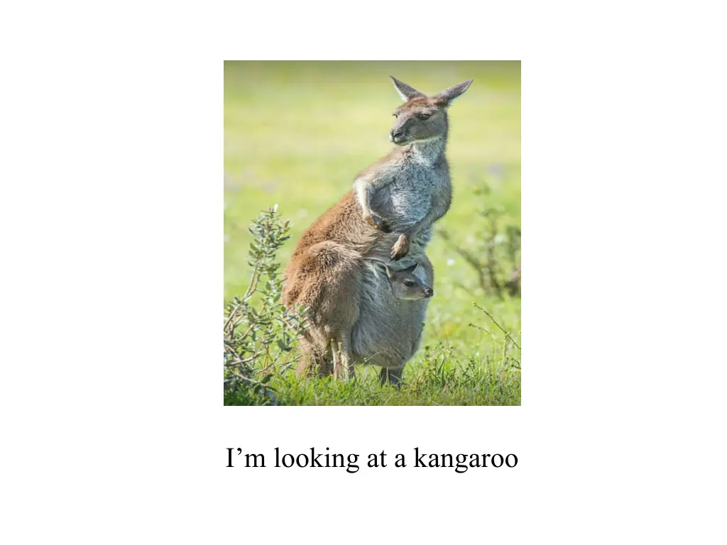 i m looking at a kangaroo