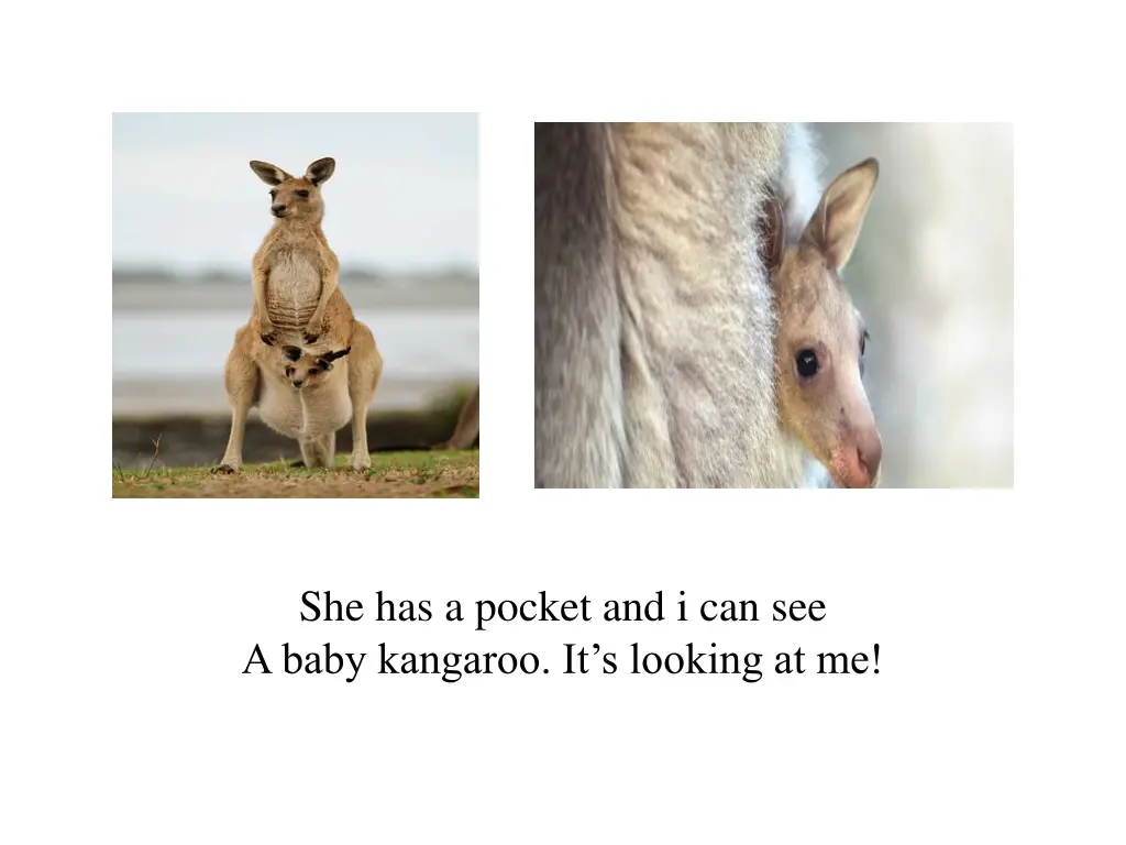 she has a pocket and i can see a baby kangaroo