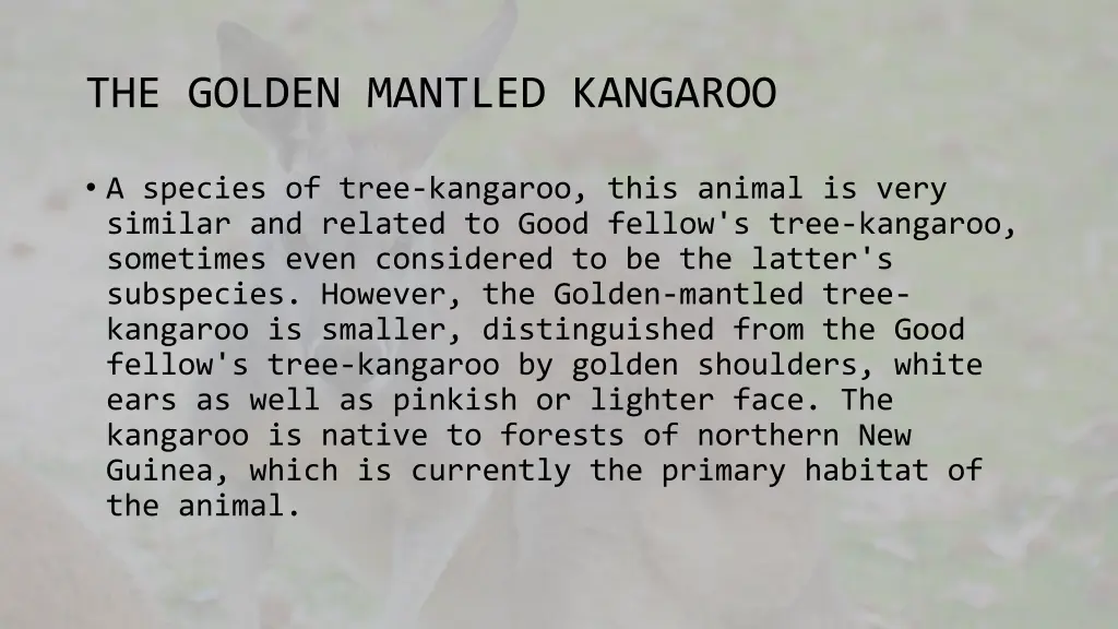 the golden mantled kangaroo