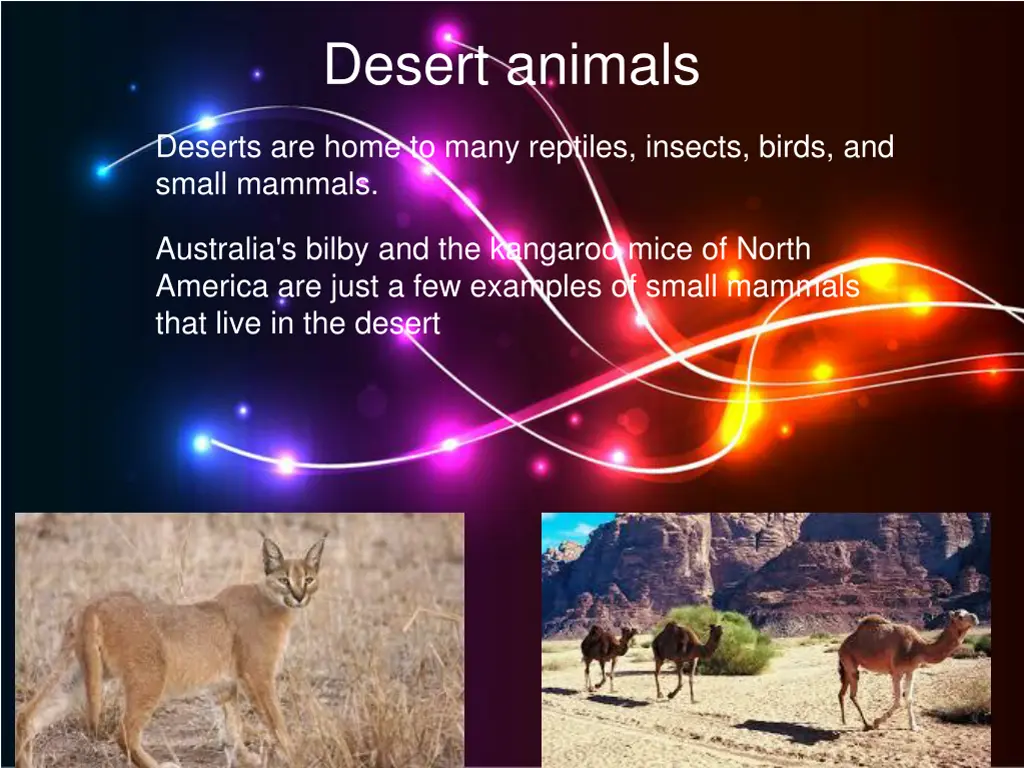 desert animals