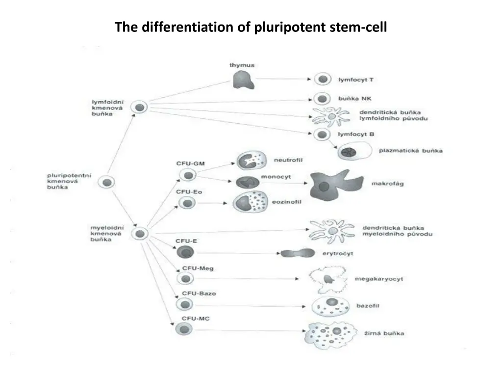 the differentiation of pluripotent stem cell