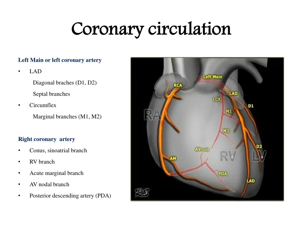 coronary circulation coronary circulation