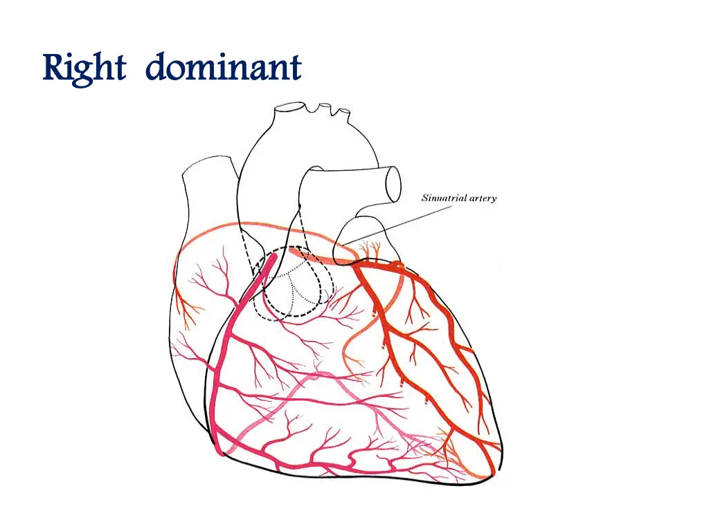 right dominant right dominant