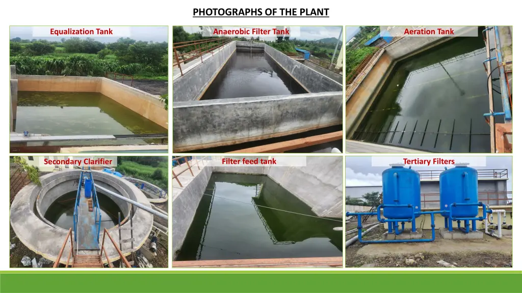 photographs of the plant