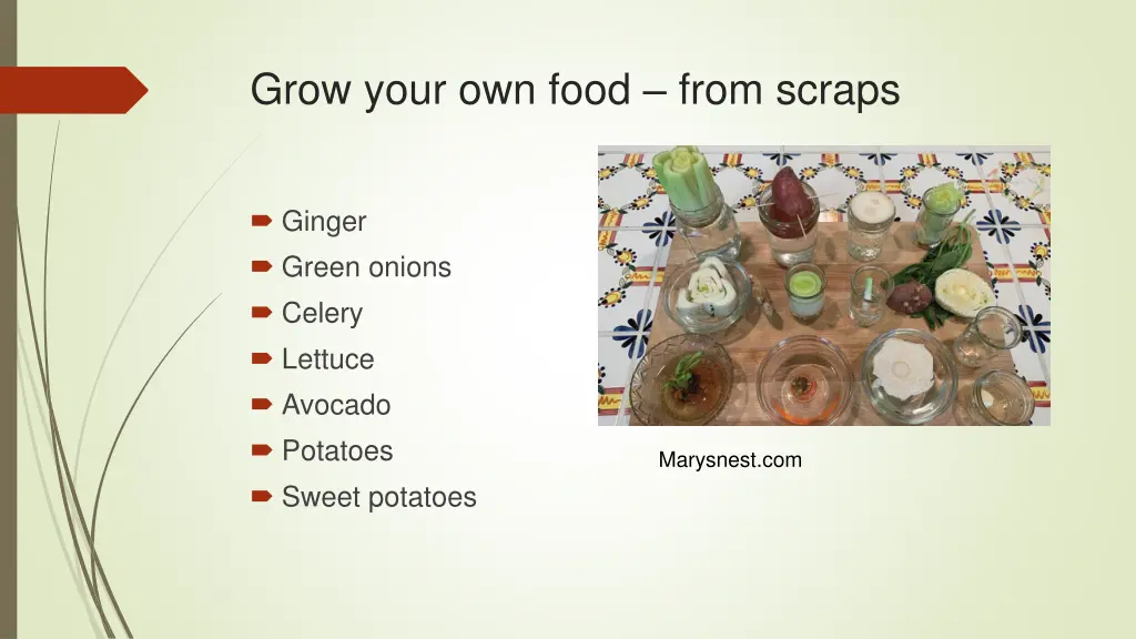 grow your own food from scraps