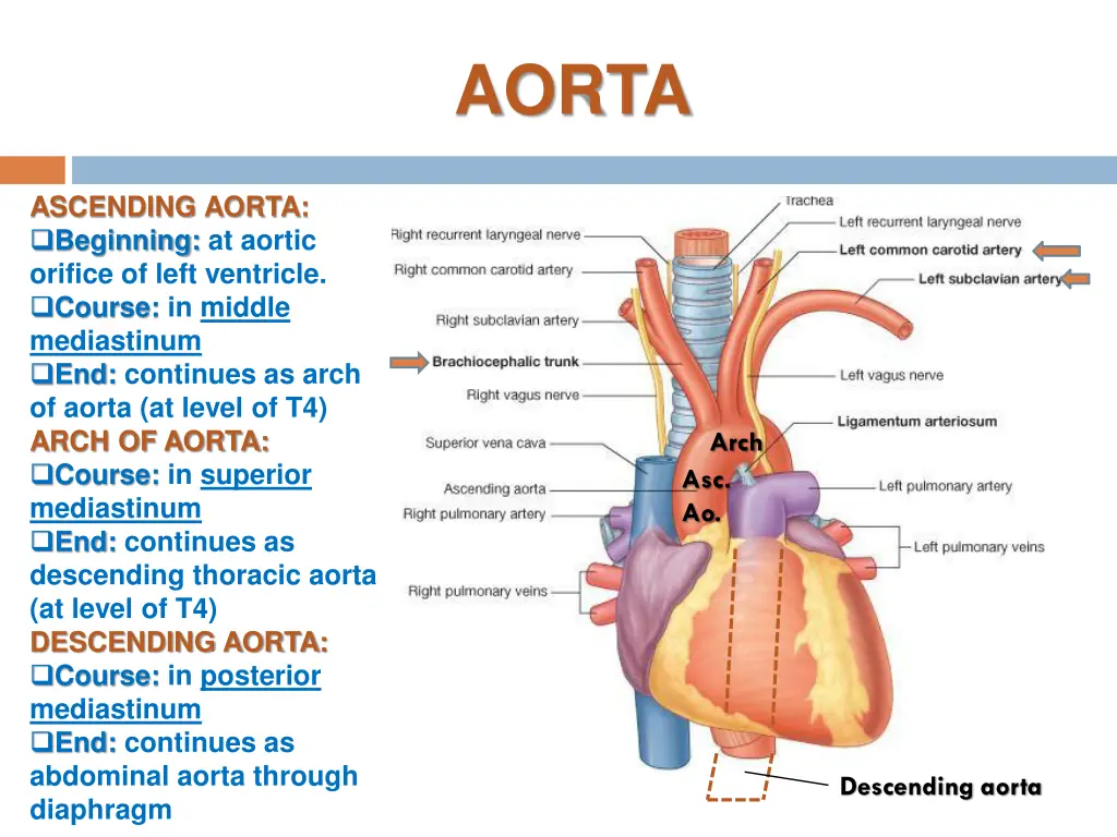 aorta