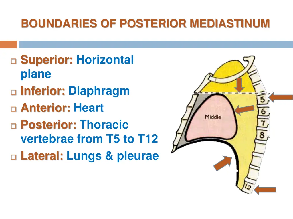 boundaries of posterior mediastinum