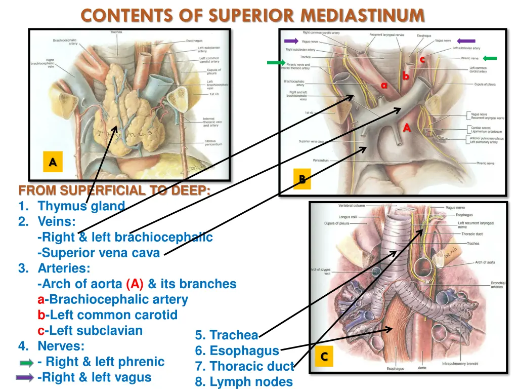 contents of superior mediastinum 1