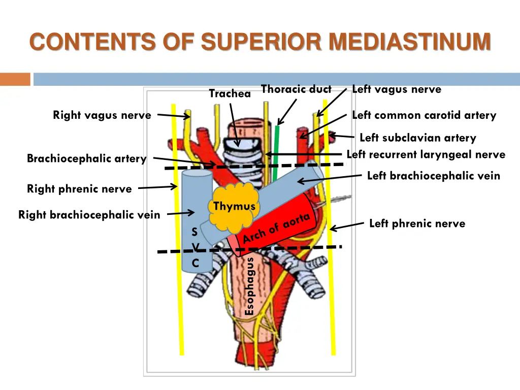 contents of superior mediastinum