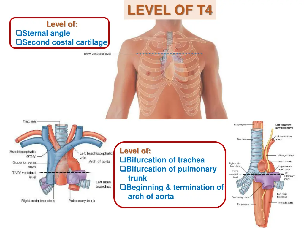 level of t4