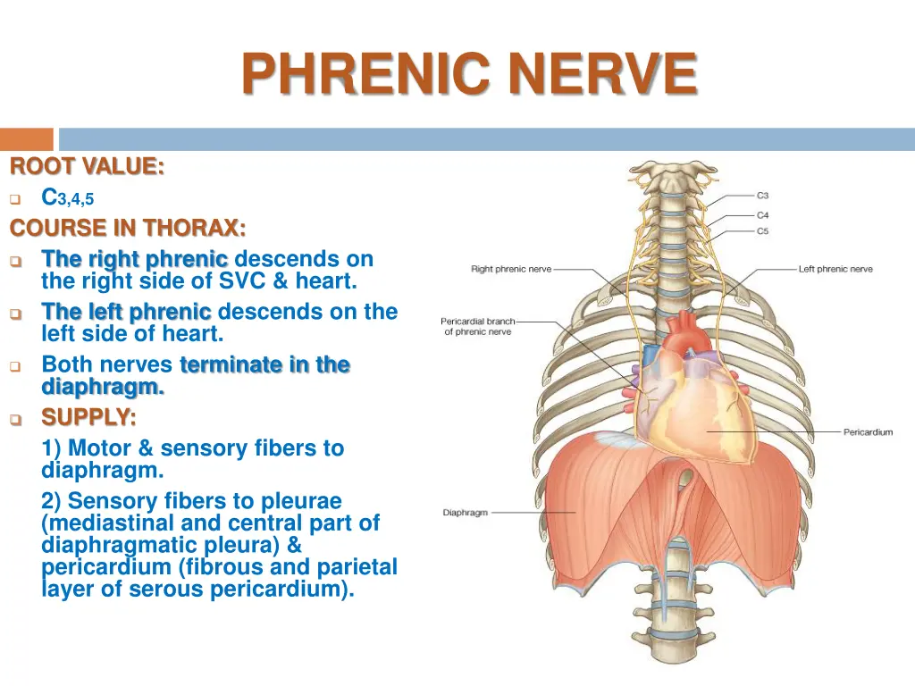 phrenic nerve