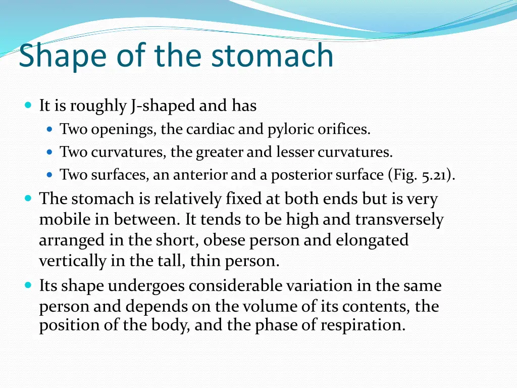 shape of the stomach