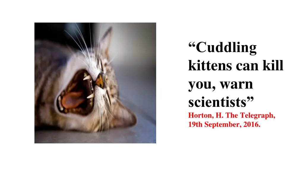 cuddling kittens can kill you warn scientists