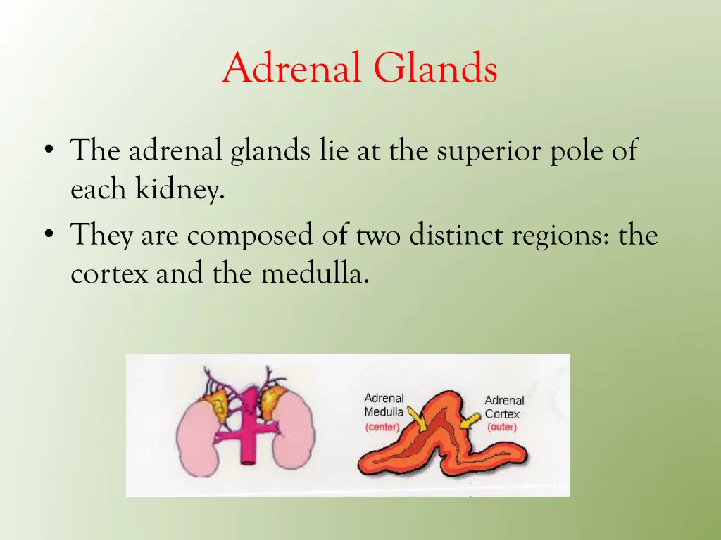 adrenal glands