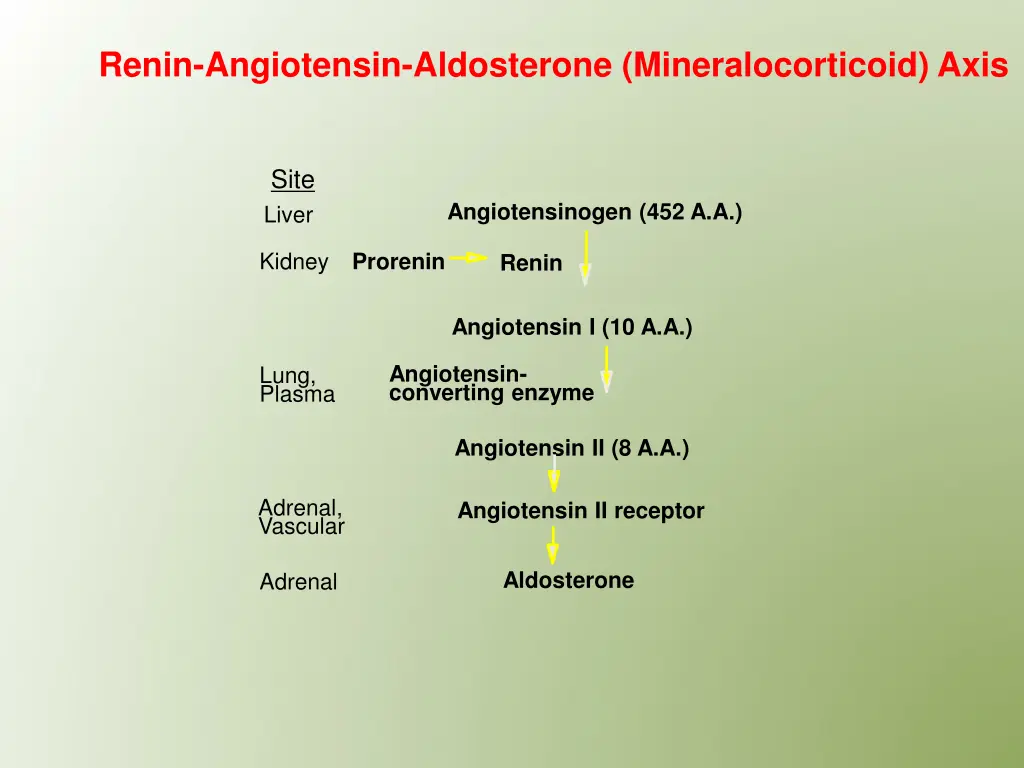 renin angiotensin aldosterone mineralocorticoid