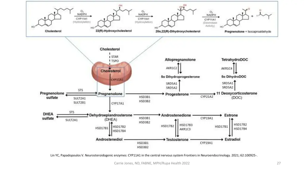 lin yc papadopoulos v neurosteroidogenic enzymes