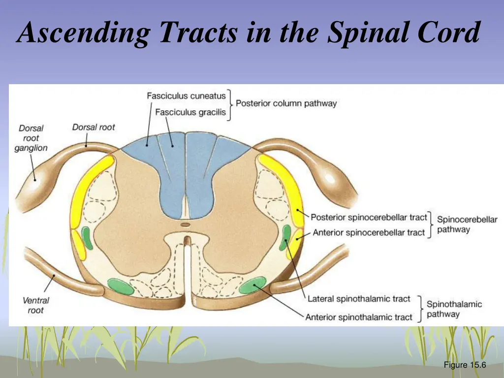 ascending tracts in the spinal cord