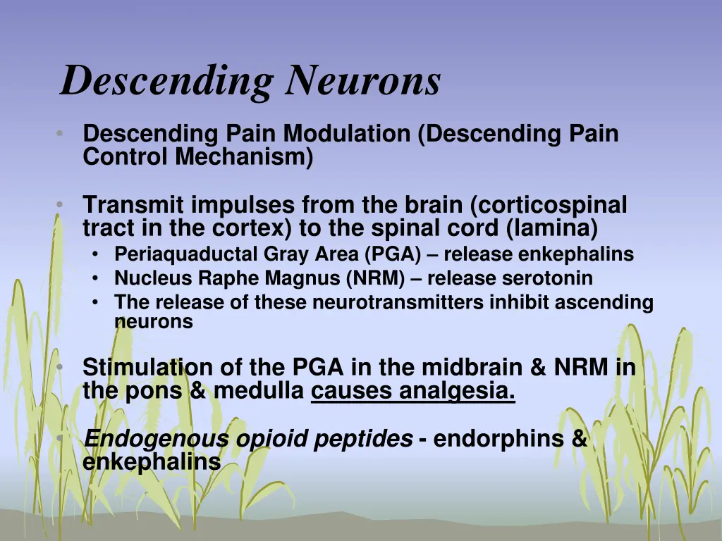 descending neurons