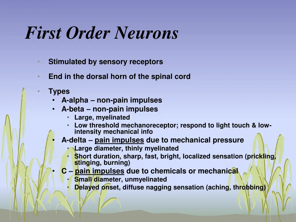 first order neurons