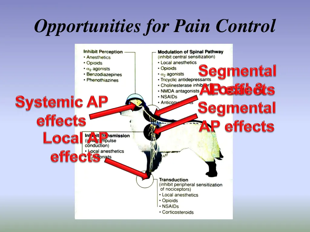 opportunities for pain control