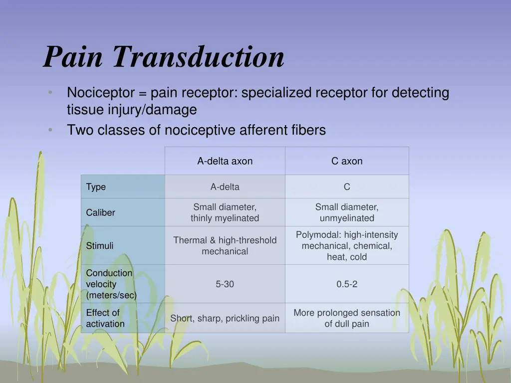 pain transduction