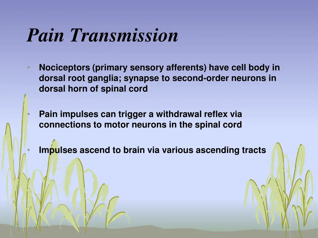 pain transmission