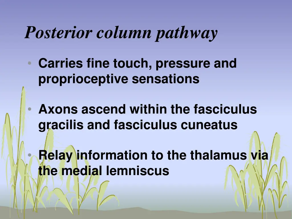 posterior column pathway