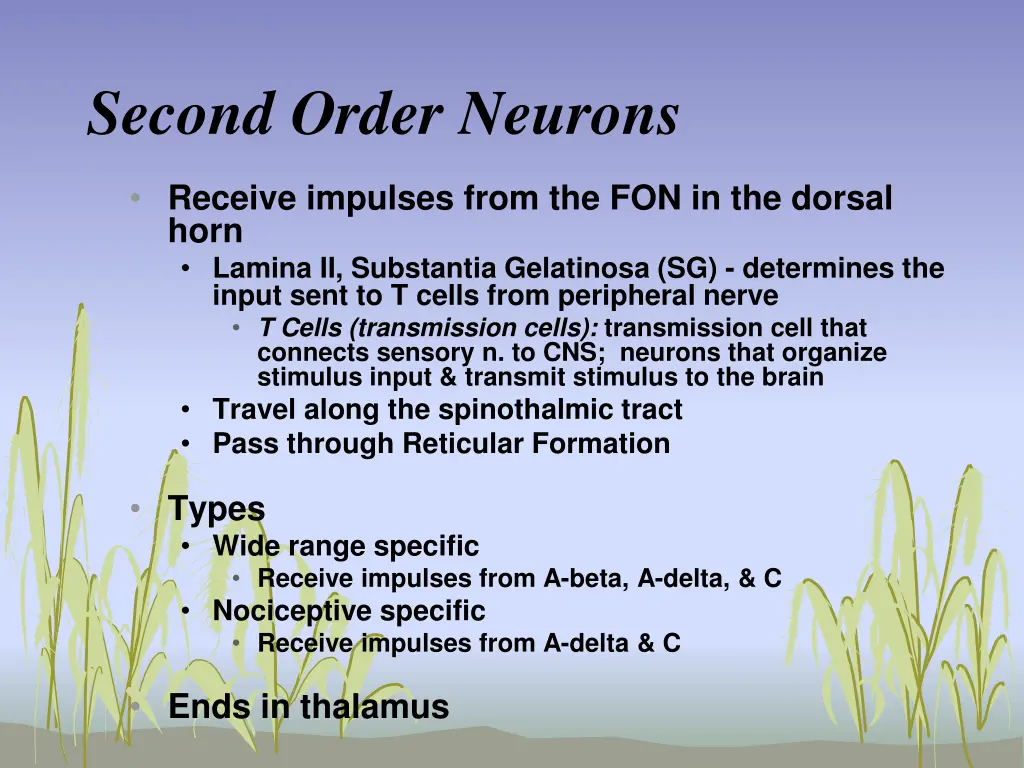 second order neurons