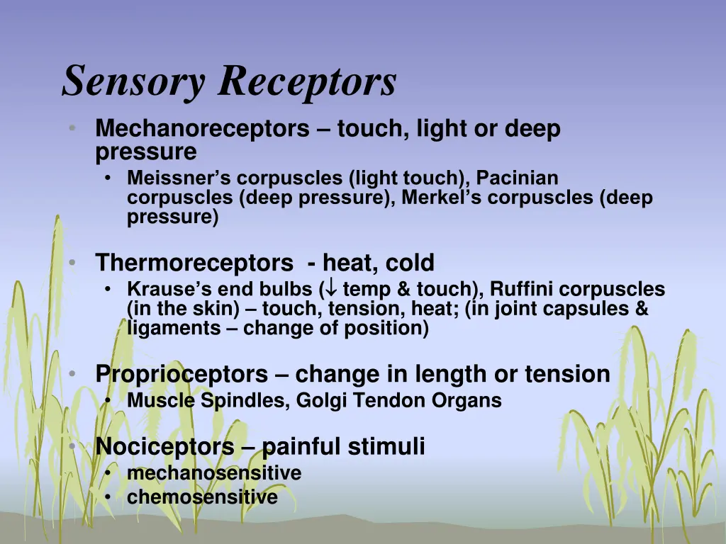 sensory receptors mechanoreceptors touch light