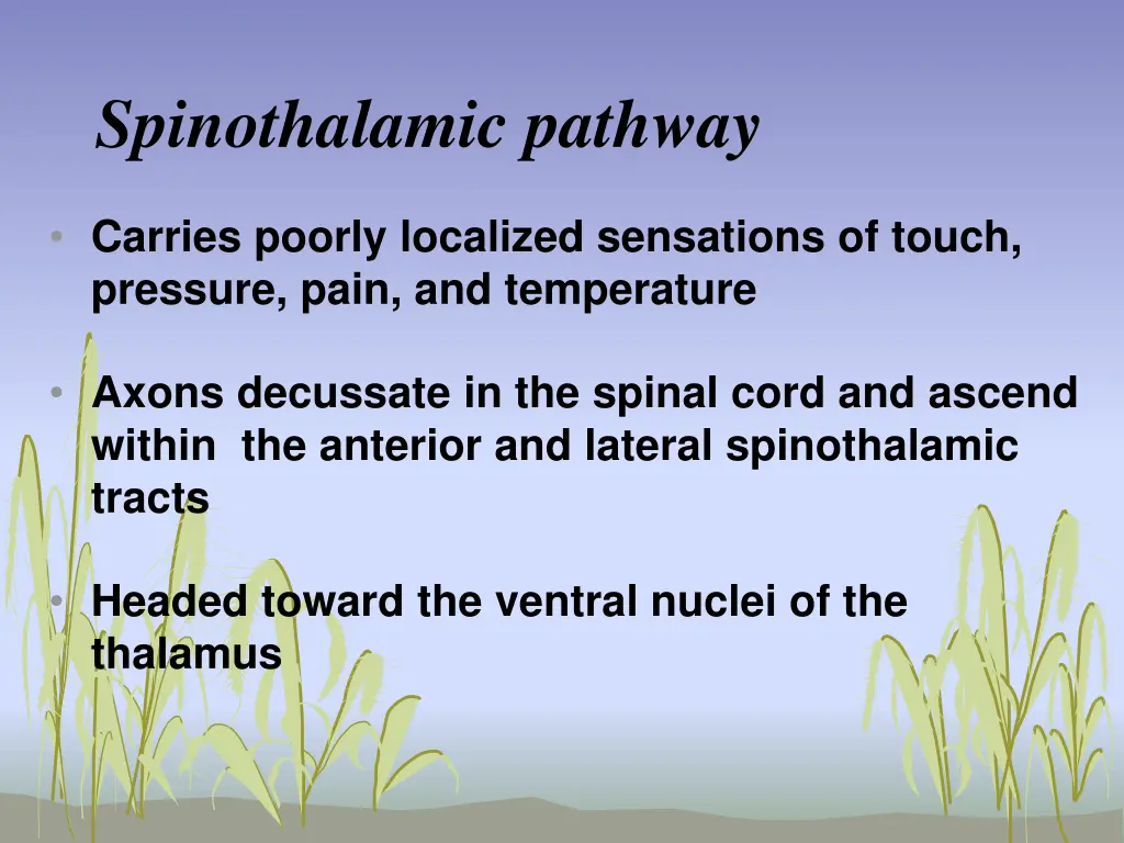 spinothalamic pathway