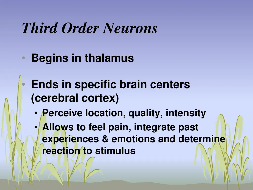 third order neurons