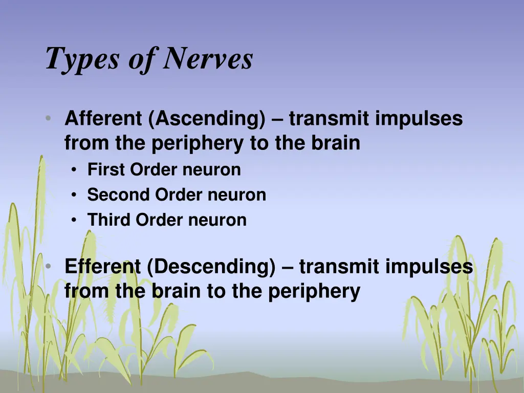 types of nerves