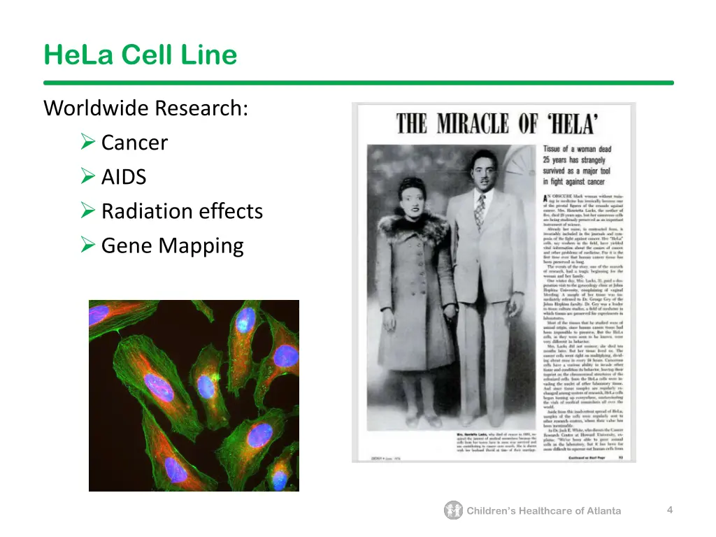 hela cell line