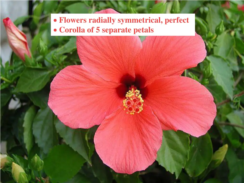 flowers radially symmetrical perfect corolla